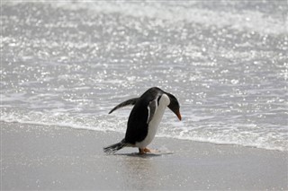 Falklandsøerne
