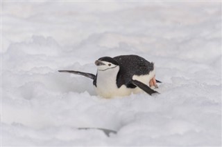 Falklandsøyene