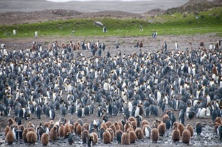 Falklandsøerne