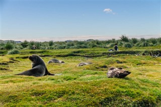 Falklandsøyene