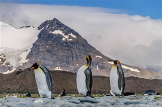 Falklandsöarna