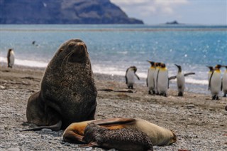 Falklandski otoci vremenska prognoza Falklandski