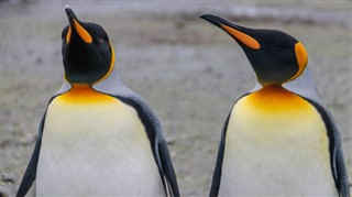 Falklandinsaaret