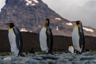Falklandsøerne