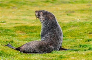 Falklandski
