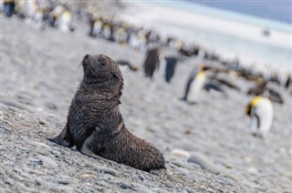 Falklandsøerne