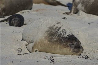 Falklandsøyene