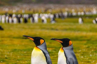 Falklandsøyene