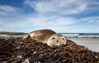 Falklandsöarna