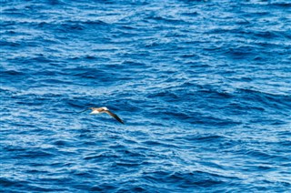 Falklandské