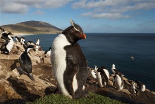 Falklandsøyene