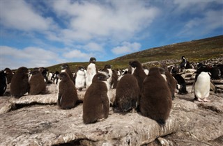 Falklandsøerne