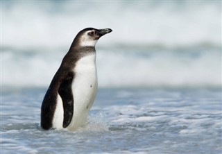 Falklandsöarna