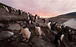 Falklandsøerne