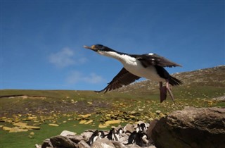 Falklandsøerne