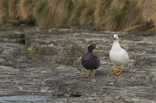 フォークランド諸島