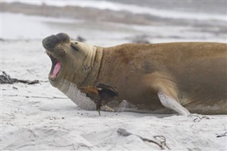 Falklandsöarna