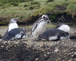 Falklandinsaaret