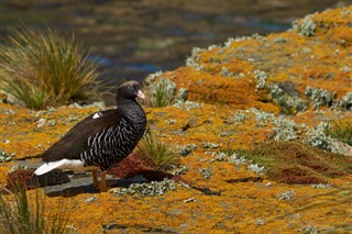 Falklandsøyene