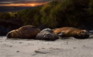 Falklandsøerne