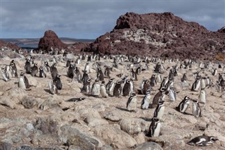 Falklandsøerne