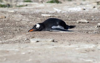 Falklandsøerne