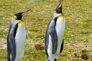 Falklandy