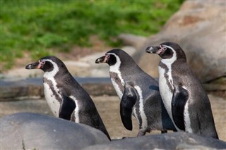 Falklandsöarna