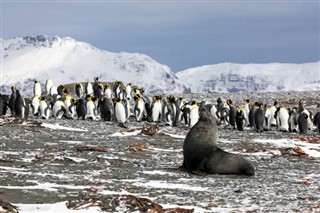 Falklandy