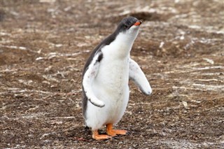Falklandsøerne