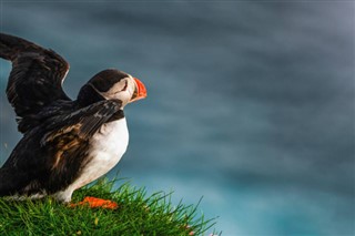 Færøerne