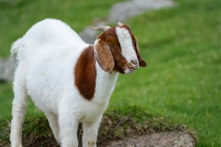 Faeröer