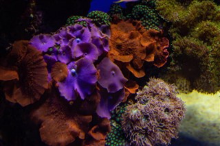 Fiji dự báo thời tiết Fiji