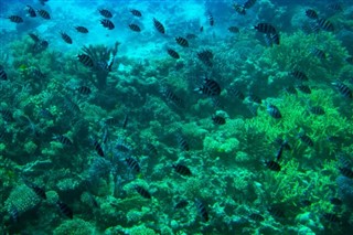 Fiji