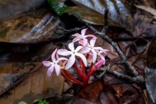 เฟรนช์เกีย