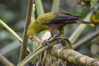 Guiana