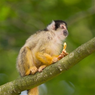 เฟรนช์เกีย