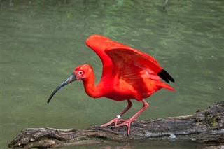 Frans-Guyana