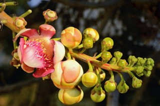 เฟรนช์เกีย