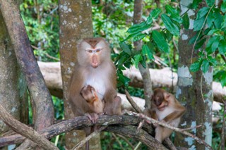 Guiana