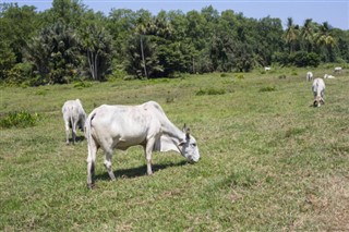 Guiana