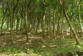 เฟรนช์เกีย