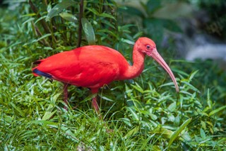 Guinée