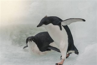 De
