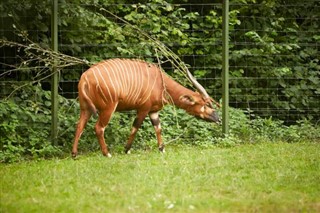 गैबॉन