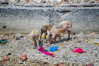 গাম্বিয়াদেশ