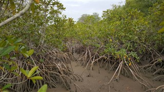 Gambia