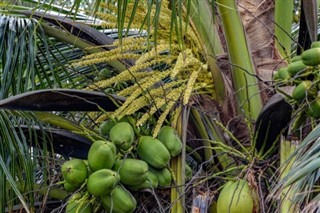 गिन्नी