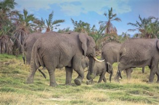 Gine-Bissau