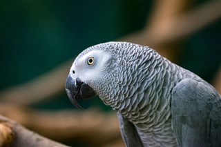 Guiné-Bissau